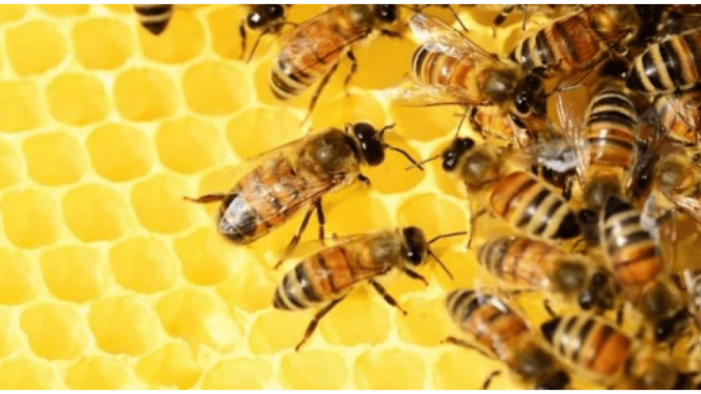 ΙΣΠΑΝΙΑ: Μελέτη για τον κλάδο και την αγορά μελιού στην Ισπανία / Πηγή: Γραφείο Ο.Ε.Υ. στη Μαδρίτη